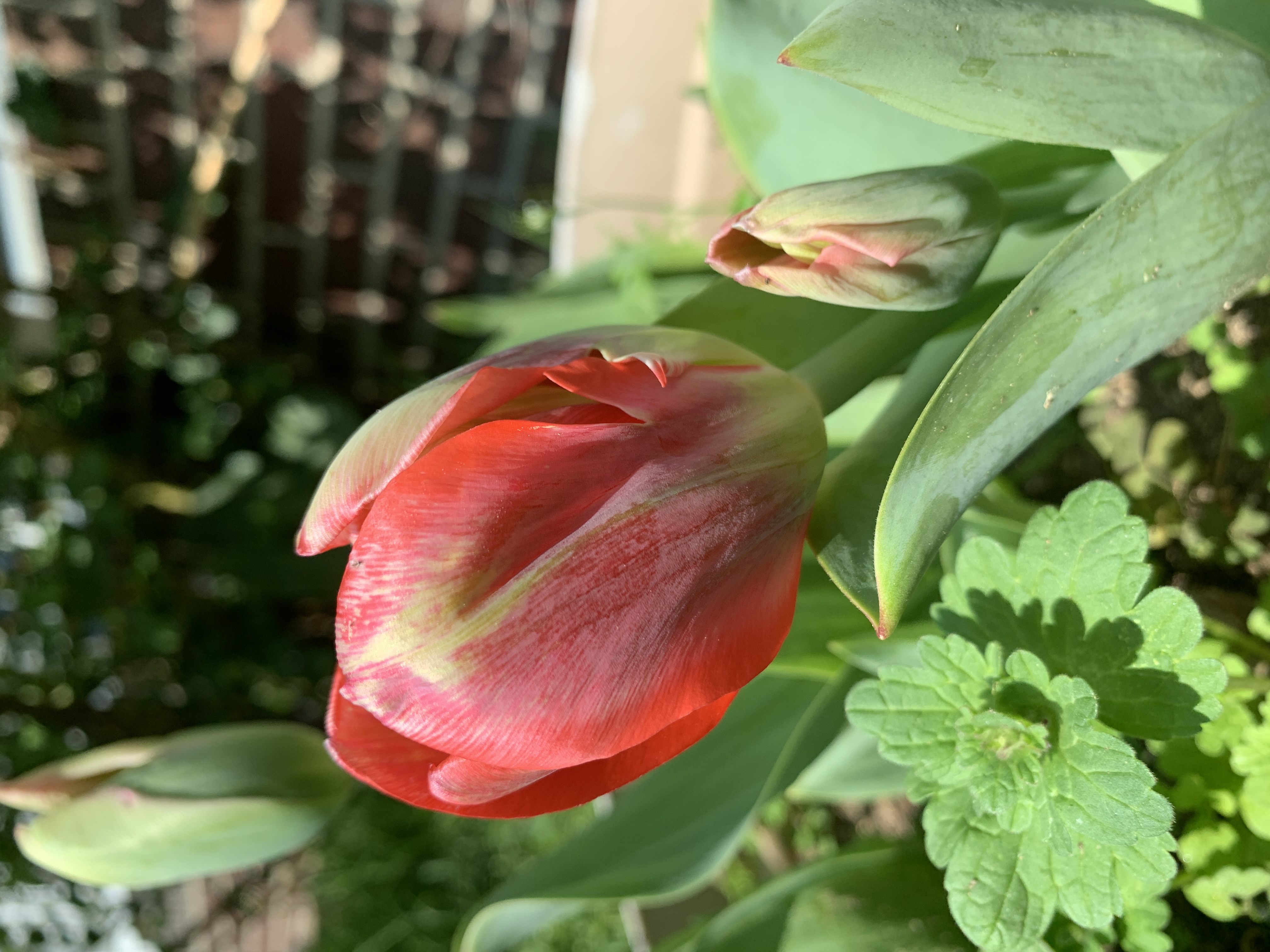 Garden Update